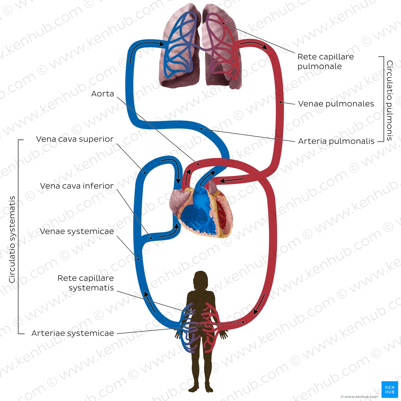 Cardiovaskuläres System: Schema