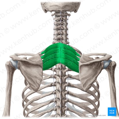 Músculo serrato posterior superior (Musculus serratus posterior superior); Imagen: Yousun Koh