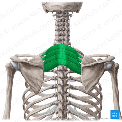 Musculus serratus posterior superior (Hinterer oberer Sägemuskel); Bild: Yousun Koh