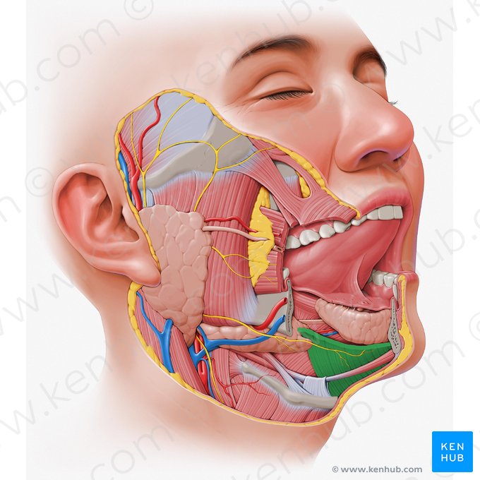 Mandíbula: Anatomia, estruturas e fraturas