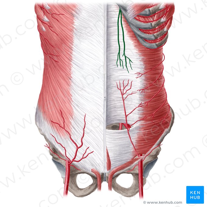 Arteria epigastrica superior (Obere Bauchdeckenarterie); Bild: Yousun Koh
