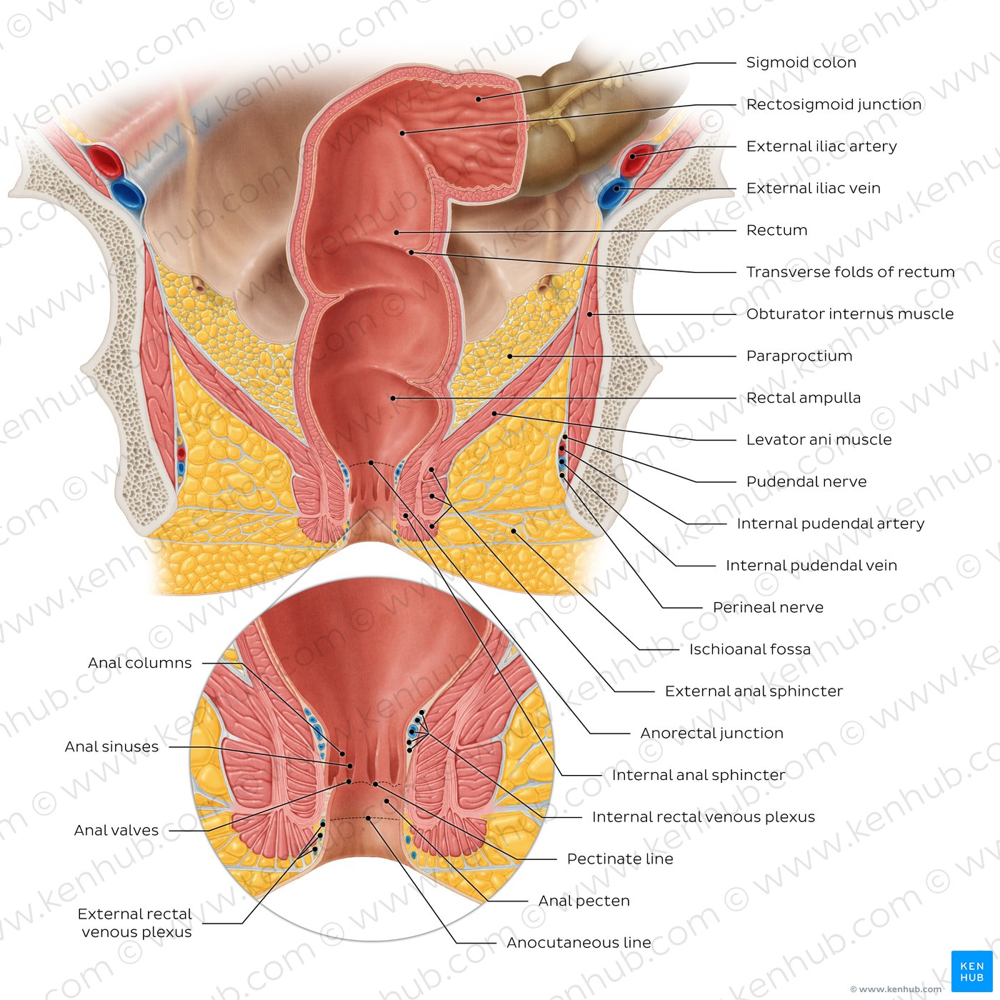 Rectum and anal canal