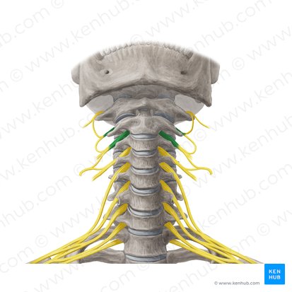 Anterior rami of spinal nerves C2-C3 (Rami anteriores nervorum spinalium C2-C3); Image: Yousun Koh