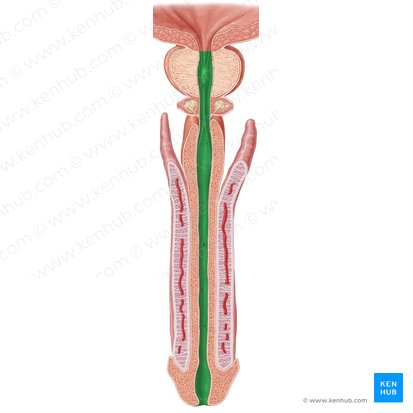 Urethra (Harnröhre); Bild: Samantha Zimmerman