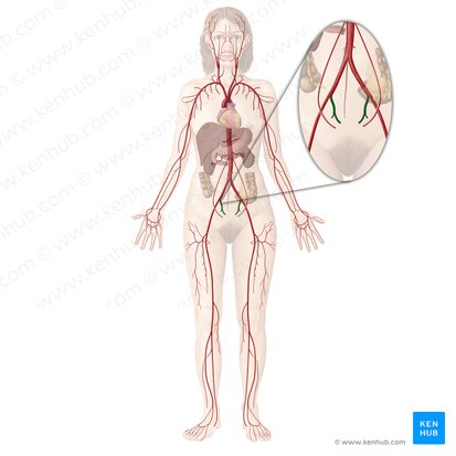Internal iliac artery (Arteria iliaca interna); Image: Begoña Rodriguez