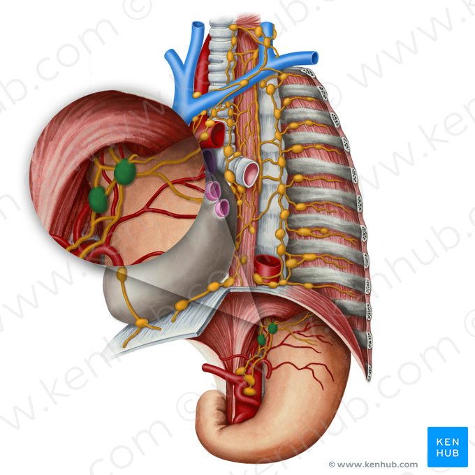 Left gastric lymph nodes (Nodi lymphoidei gastrici sinistri); Image: Irina Münstermann