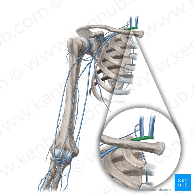 Subclavian vein (Vena subclavia); Image: Yousun Koh