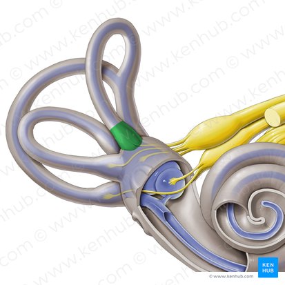 Ampulla ossea anterior (Vordere knöcherne Ampulle); Bild: Paul Kim