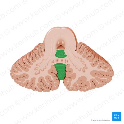 Vermis of cerebellum (Vermis cerebelli); Image: Paul Kim