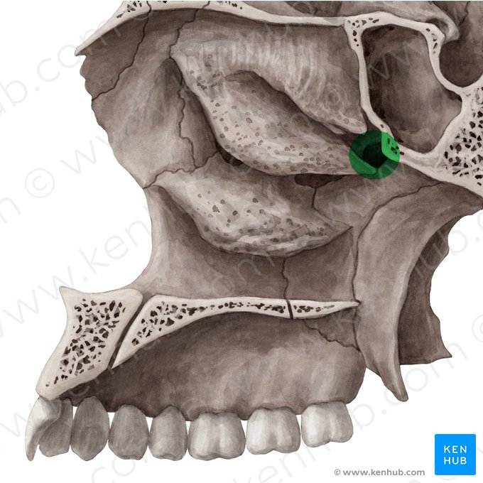 Forame esfenopalatino (Foramen sphenopalatinum); Imagem: Yousun Koh