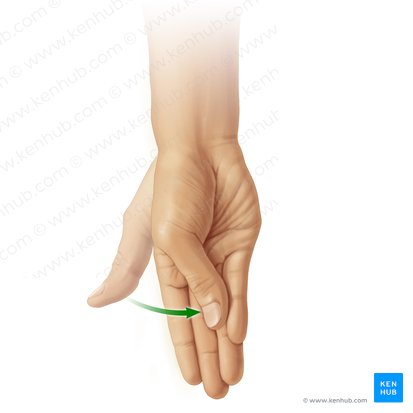 Oposição do polegar (Oppositio pollicis); Imagem: Paul Kim