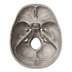 Cranial fossae