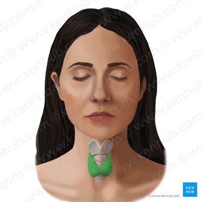 Thyroid gland (Glandula thyroidea); Image: Begoña Rodriguez