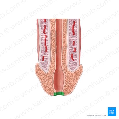 Ostium urethrae externum (Äußere Öffnung der Harnröhre); Bild: Samantha Zimmerman