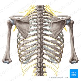 3rd-6th intercostal nerves (Nervi intercostales 3-6); Image: Yousun Koh