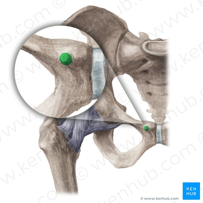 Pubic tubercle (Tuberculum pubicum); Image: Liene Znotina