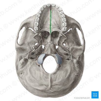 Median palatine suture (Sutura palatina mediana); Image: Yousun Koh