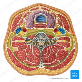 Deep layer of deep cervical fascia (Lamina profunda fasciae cervicalis profundae); Image: Irina Münstermann