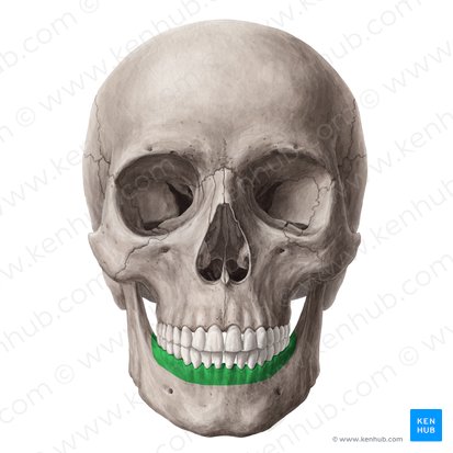 Porción alveolar de la mandíbula (Pars alveolaris mandibulae); Imagen: Yousun Koh