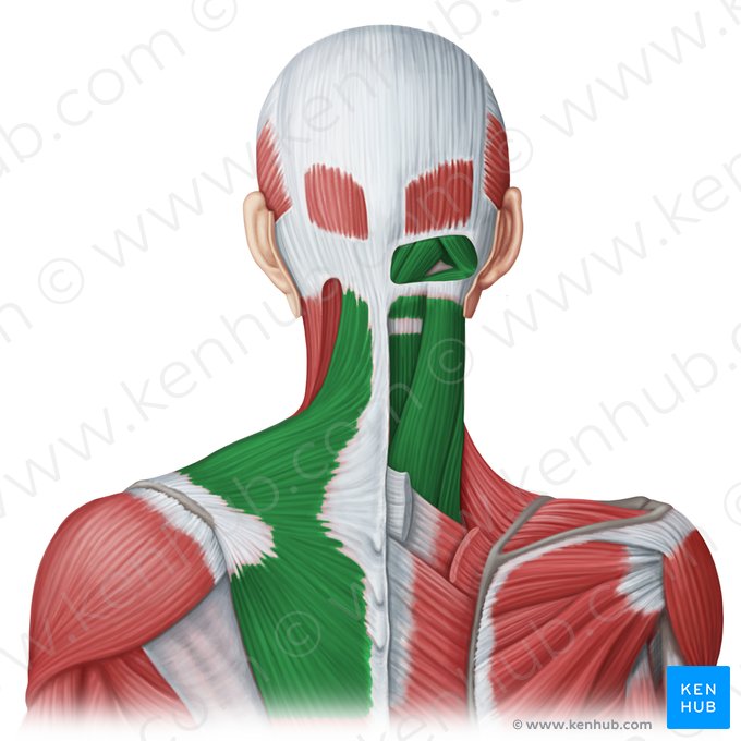 Musculi posteriores colli (Dorsale Halsmuskulatur); Bild: Irina Münstermann