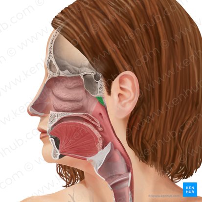 Pharyngeal tonsil (Tonsilla pharyngea); Image: Begoña Rodriguez