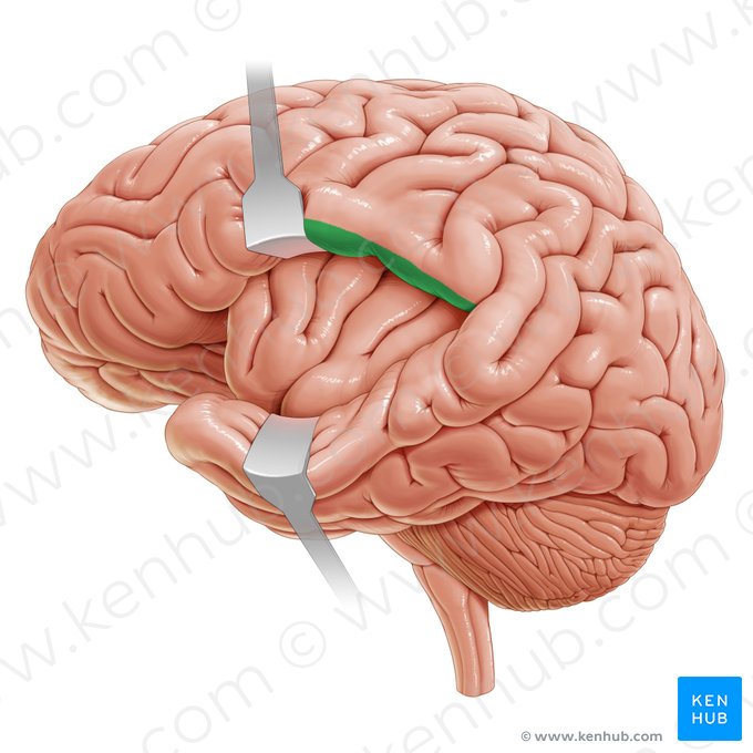 Opérculo parietal (Operculum parietale); Imagen: Paul Kim