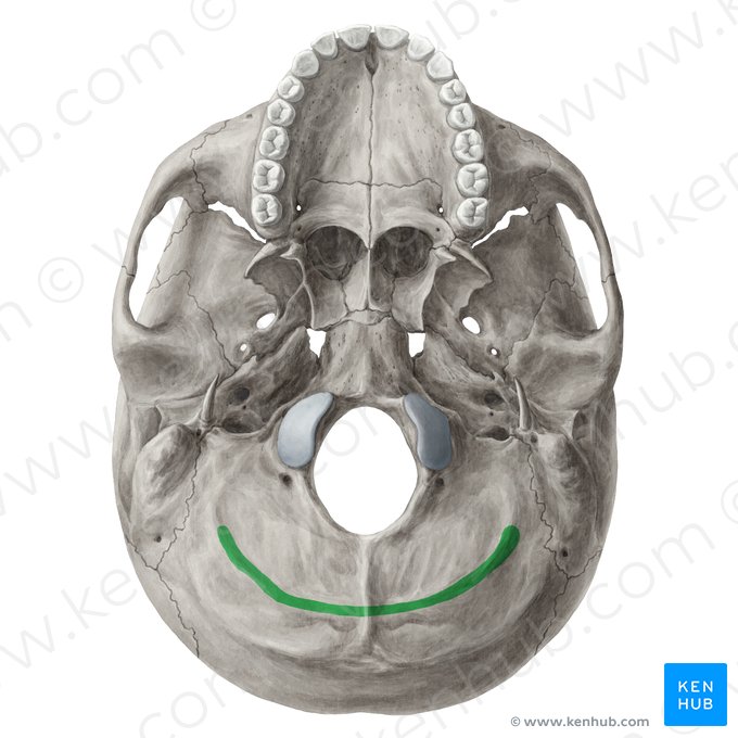 Linea nuchalis inferior ossis occipitalis (Untere Nackenlinie des Hinterhauptbeins); Bild: Yousun Koh