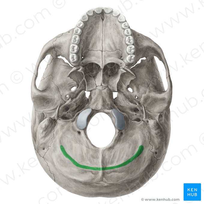 Línea nucal inferior del hueso occipital (Linea nuchalis inferior ossis occipitalis); Imagen: Yousun Koh