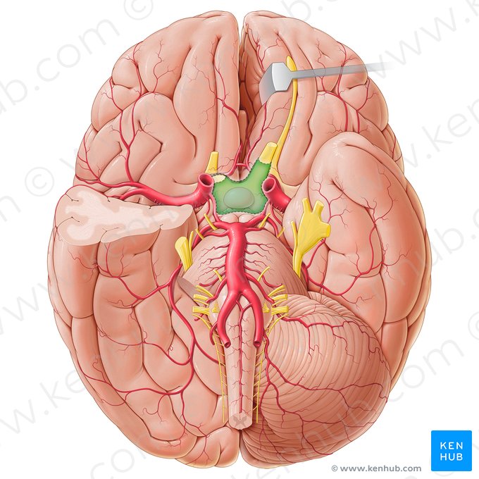 Cisterna quiasmática (Cisterna chiasmatica); Imagem: Paul Kim