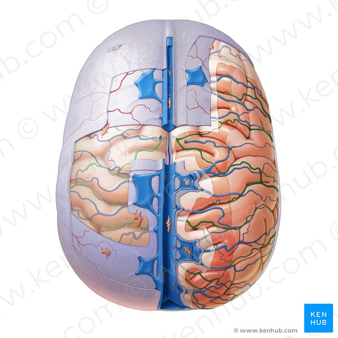 Ramos das artérias cerebrais (Rami arteriarum cerebrorum); Imagem: Paul Kim