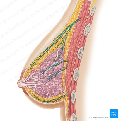 Internal thoracic artery (Arteria thoracica interna); Image: Samantha Zimmerman
