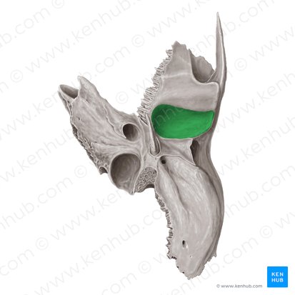 Fossa mandibularis ossis temporalis (Unterkiefergrube des Schläfenbeins); Bild: Samantha Zimmerman