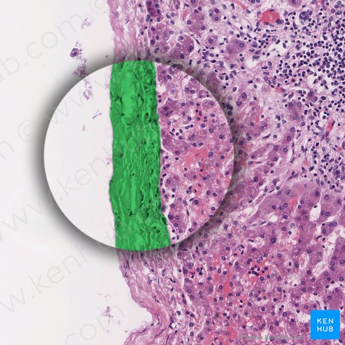 Capa fibrosa del hígado (Capsula fibrosa hepatis); Imagen: 