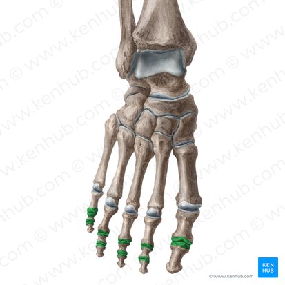 Articulaciones interfalángicas del pie (Articulationes interphalangeae pedis); Imagen: Yousun Koh