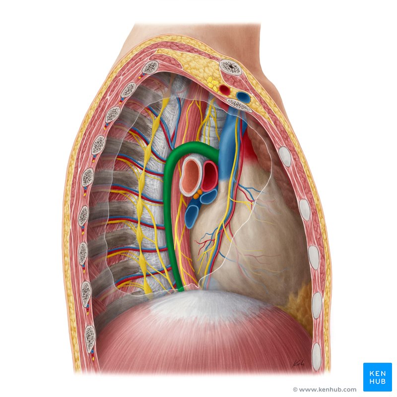 Azygos vein (Vena azygos)