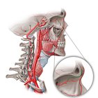 Supraorbital artery