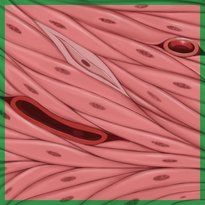 Muscle tissue