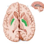 Globus pallidus