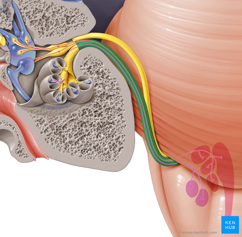 Vestibulocochlear nerve - ventral view