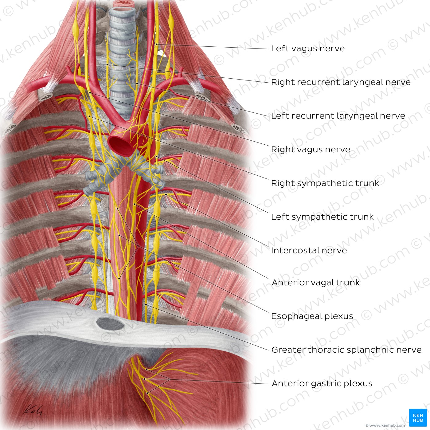 Nerves of the esophagus (anterior view)