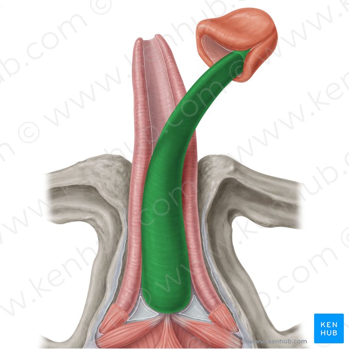 Corpus spongiosum of penis (Corpus spongiosum penis); Image: Samantha Zimmerman