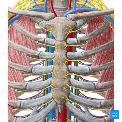 Vena torácica interna (Vena thoracica interna); Imagen: Yousun Koh