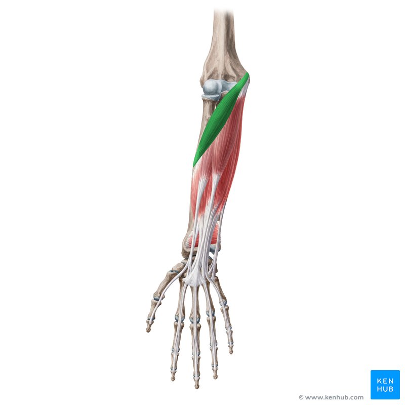 Pronator teres muscle (Musculus pronator teres)