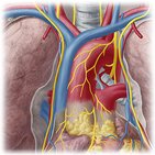 Superior vena cava