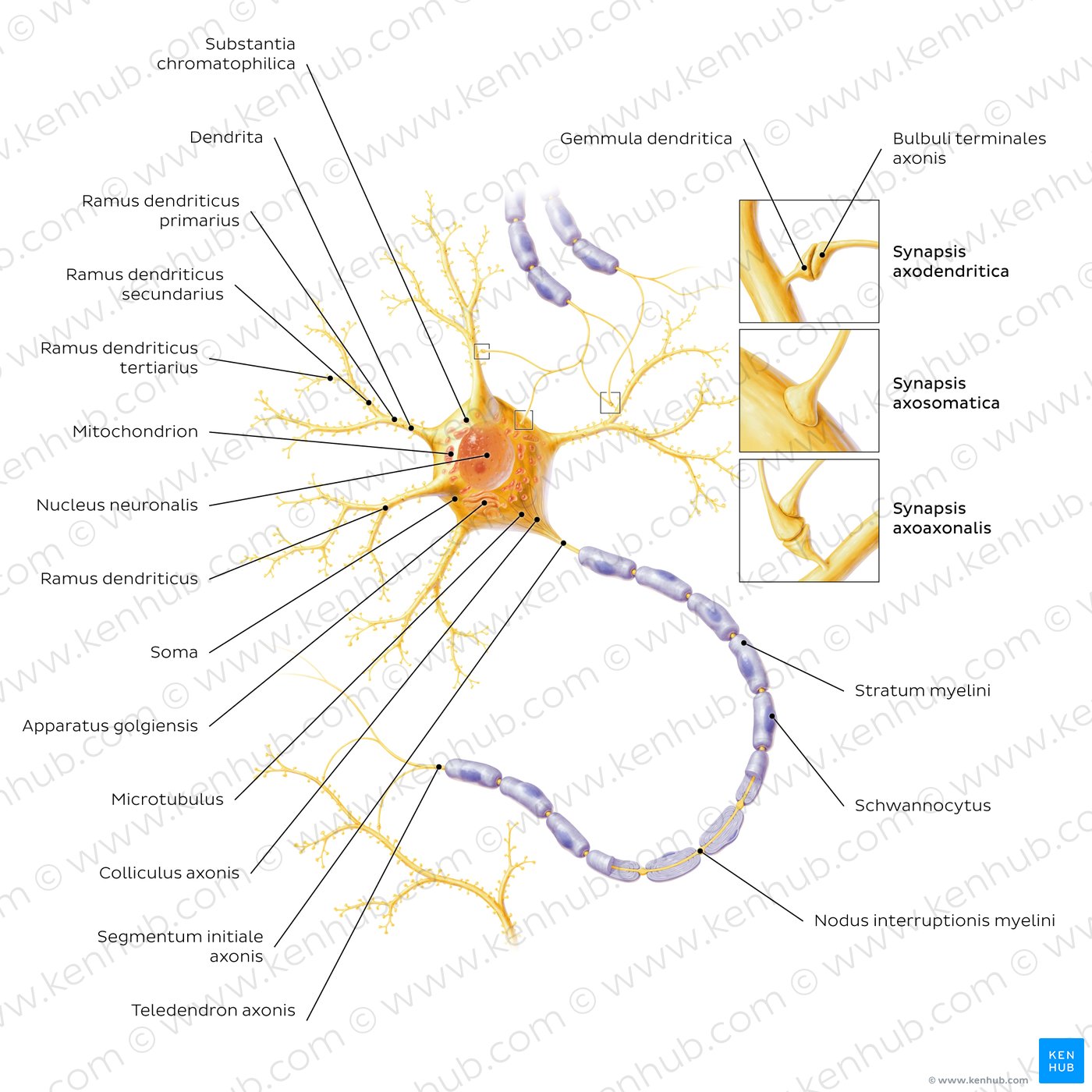 Neurone: Struktur und verschiedene Nervenzellarten