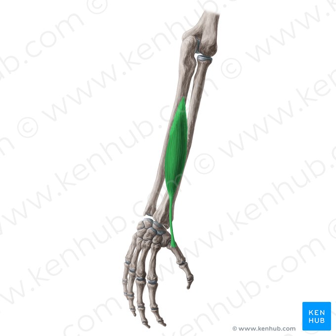 Músculo abdutor longo do polegar (Musculus abductor pollicis longus); Imagem: Yousun Koh