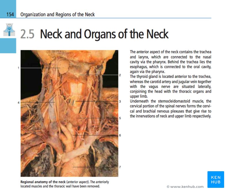 Color Atlas of Anatomy - Explanations & Tables