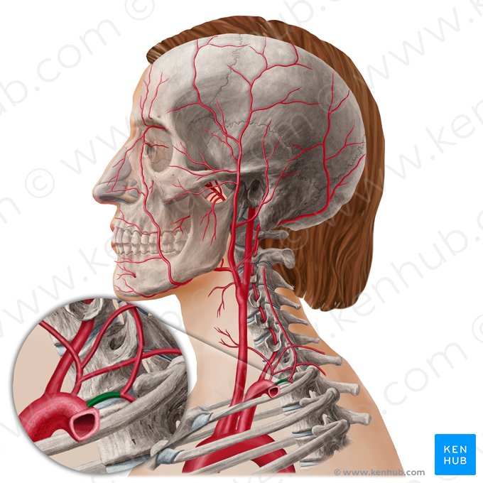 Costocervical trunk (Truncus costocervicalis); Image: Yousun Koh