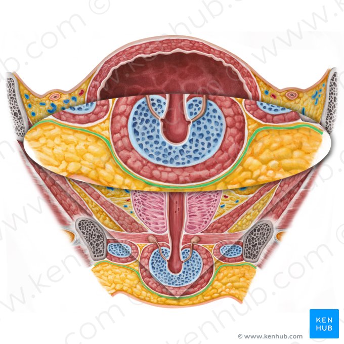 Fáscia perineal superficial (Fascia superficialis perinei); Imagem: Irina Münstermann