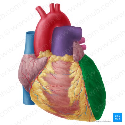 Ventrículo esquerdo do coração (Ventriculus sinister cordis); Imagem: Yousun Koh